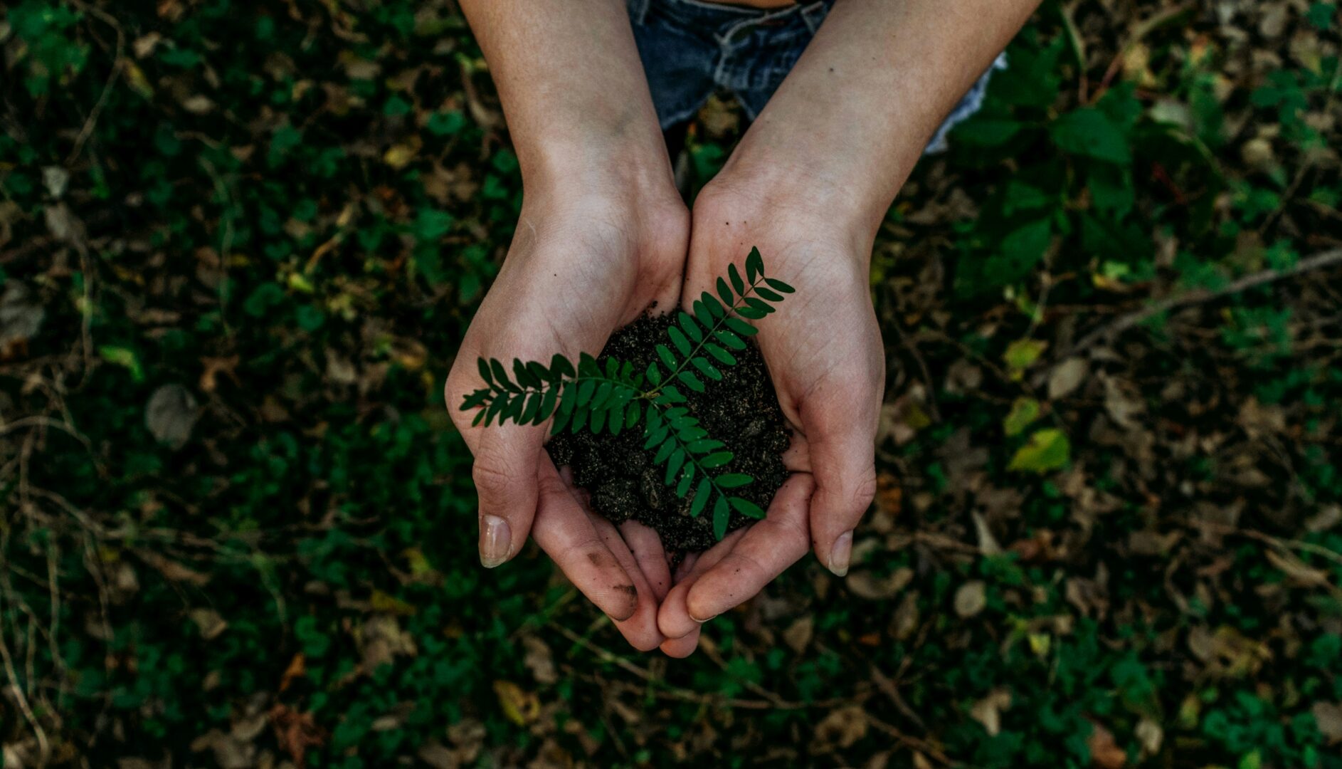 green-renewables-noah-buscher